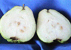 Asian Guava cut open