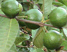Mexican Guava on tree
